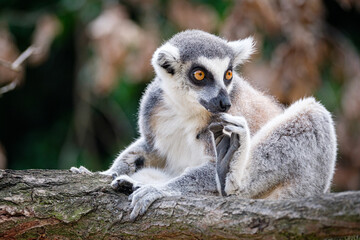 Wall Mural - ring tailed lemur