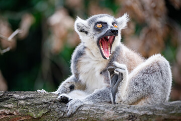 Sticker - ring lemur