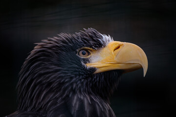 Wall Mural - american bald eagle