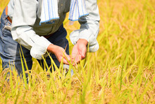 米作り　稲穂　田園　米　収穫時期　労働