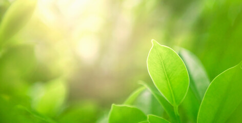 Wall Mural - close-up green leaves with blur green backgroun in nature