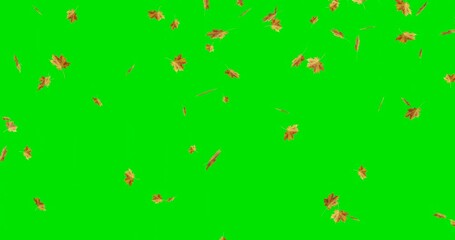 autumn maple leaves falling animation. green screen.