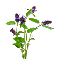 Wall Mural - Bouquet of common self-heal, carpenter's herb, blue curls (Prunella vulgaris) plant isolated on a white background.