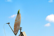 Green Parrot Sits On A Old Dirty Parabolic Antenna Dish On The Blue Sky Background On A Roof Of A House In Israel