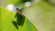 Small Cute Green Tree Frog on a Banana Leaf