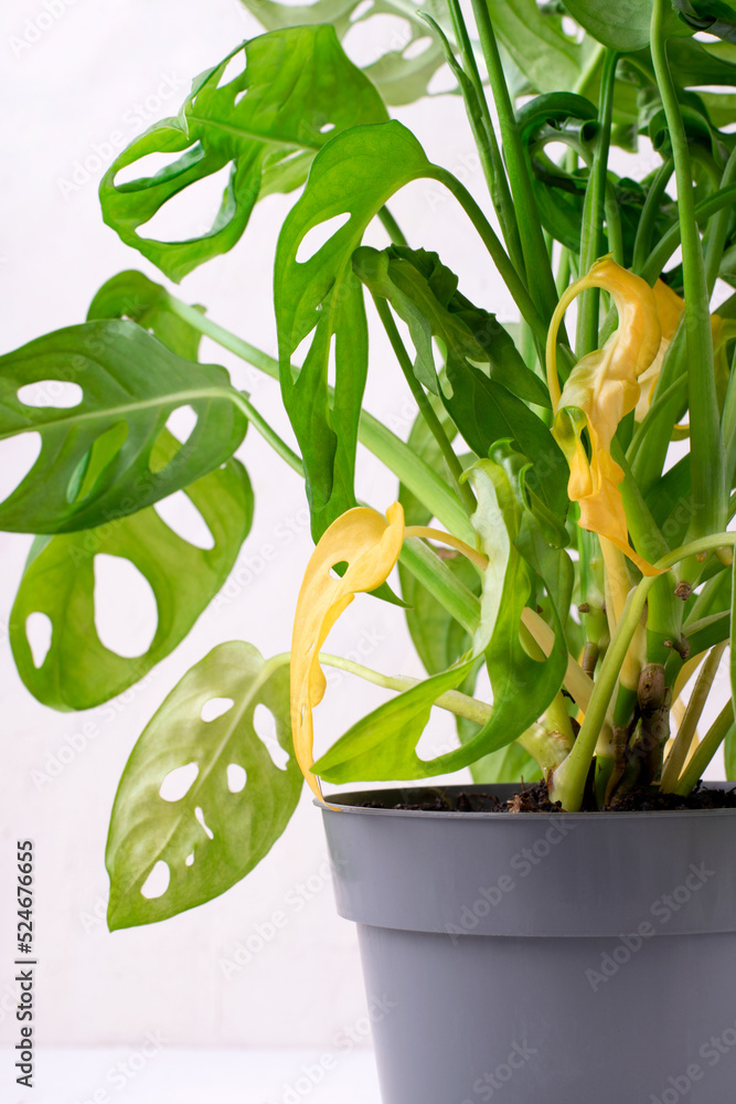 Photo Stock Monstera Monkey Mask with yellow leaves. Improper care after  the houseplant. Pests, overwatering or root rot | Adobe Stock