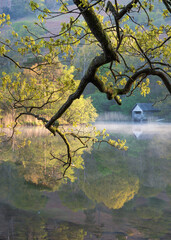 Wall Mural - twisted tree branches with bright sunlight on calm and misty morning at rydal water in the lake dist