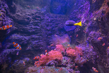 Wall Mural - Clownfish and Blue Tang in aquarium
