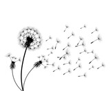 Fototapeta Kwiaty - Vector illustration dandelion time. Black Dandelion seeds blowing in the wind. The wind inflates a dandelion isolated on white background.