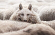 Wolf in a flock of sheep with wool clothing. Wolf pretending to be a sheep concept.