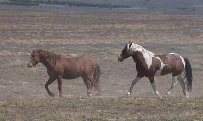 wild horses in spring in the utah desert