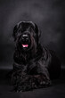 The portrait of black Giant Schnauzer Dog