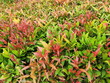 Young shoots of bush plant with red, orange and green leaves of Australian Rose Apple or named Nandina domestica nandina, Heavenly Bamboo. It is considered a sacred tree. popular for worshiping sacred
