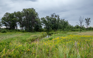 Wall Mural - field of green grass and yellow flowers with a stream flowing to a forest of trees while rain clouds gather