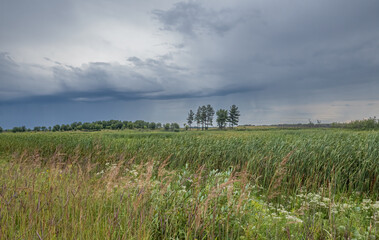 Wall Mural - scenic landscape of stormy rain clouds over green prairie on a summer day