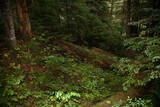 Fototapeta Krajobraz - Küstenregenwald - Strathcona Park - Kanada / Coastal Rainforest - Strathcona Park - Canada /