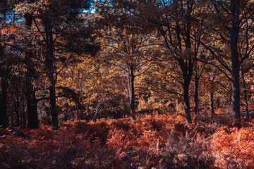 Wall Mural - Autumn landscape with golden tree leaves in a magical forest. Selective focus.