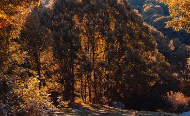 Wall Mural - Autumn landscape with golden tree leaves in a magical forest. Selective focus.