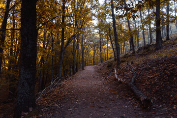 Wall Mural - Path in a chestnut forest in autumn with golden leaves on the trees. Selective focus.