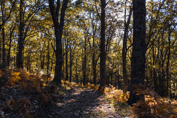 Wall Mural - Autumn landscape with golden tree leaves in a magical forest. Selective focus.