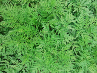 green fern background