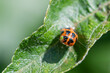 Aphid on the shell of a pupa harlequin ladybird