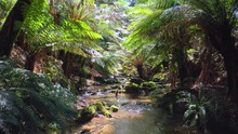 Jungle River Flows Through Fern Forest In Australia. Relaxing Nature Of Otways