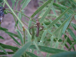 insect on leaf