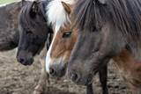 Fototapeta Konie - Three Icelandic Horse 