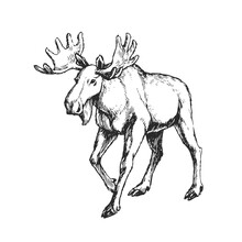 Vector Hand-drawn Illustration Of A Moose Isolated On A White Background. A Sketch Of A Wild Animal In The Style Of An Engraving.