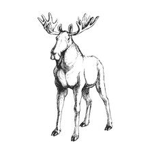 Vector Hand-drawn Illustration Of A Moose Isolated On A White Background. A Sketch Of A Wild Animal In The Style Of An Engraving.