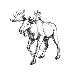 Wall Mural - Vector hand-drawn illustration of a moose isolated on a white background. A sketch of a wild animal in the style of an engraving.