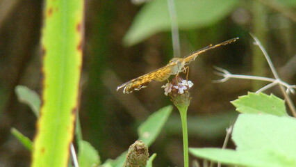 butterfly on leaf