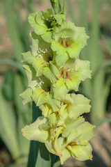 Wall Mural - acid green gladiolus blossom.