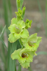 Wall Mural - light acid green gladiolus blossom.