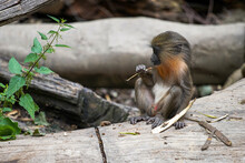 A Young Mandrill Chews A Straw