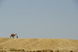 The camel and it's rider in the desert