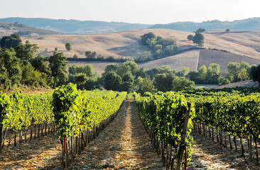 Vineyard landscape below the famous wine town of Montepulciano, Tuscany, Italy. September