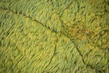 top view of path crossing green reed in wetland from drone. fresh growing grass from directly above 