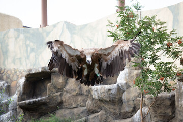 Griffon Vulture flies in the air. Gyps fulvus. Big bird on a background of green grass. Portrait. Wildlife, Africa. B/W miser