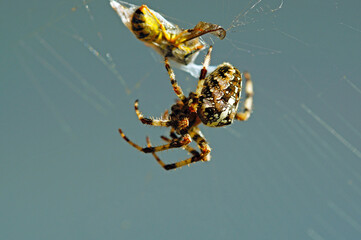 macro close up spider with a trapped bee in the web