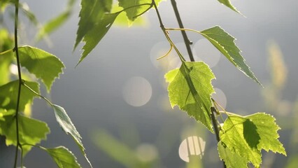 Aufkleber - summer background, sprig of birch leaves. Volga river flows, untouched nature of Russia
