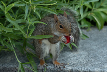 Wall Mural - squirrel eating nut