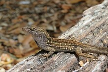 Brown Tropical Lizard On Wooden Background In Florida Nature