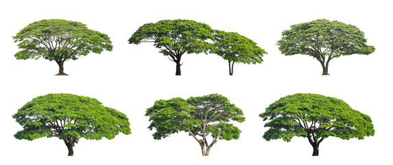 Wall Mural - collection tree cut out from original background and replace with white background for easy to selection