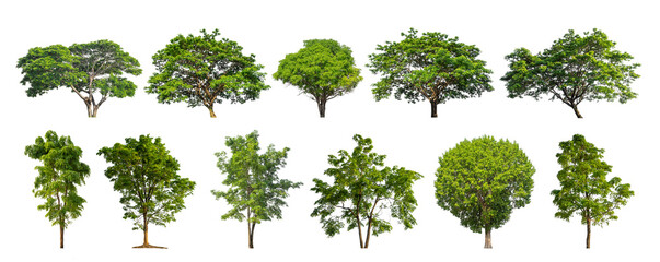 Wall Mural - collection tree cut out from original background and replace with white background for easy to selection