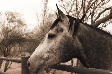 Gray horse with white face at fence