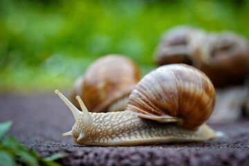 snail in the grass