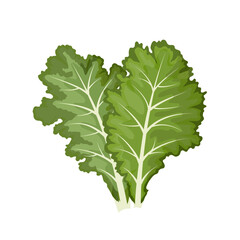 Wall Mural - Kale, collard greens, cavolo nero. Мector illustration isolated on white background