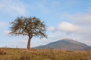 Poster - Alter Obstbaum mit Mistelbefall